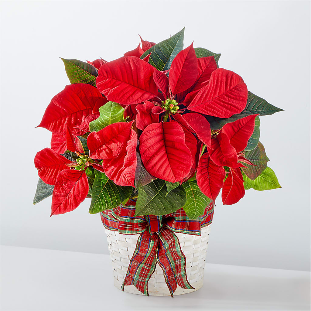 Happiest Holidays Poinsettia – Mt Scott Blooms By Maru, Portland OR