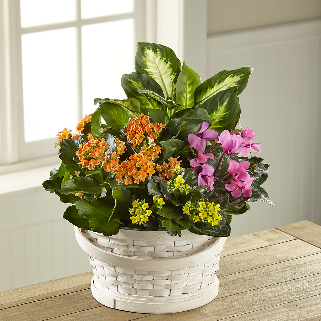 Color Crush Dishgarden – Mt Scott Blooms By Maru, Portland OR