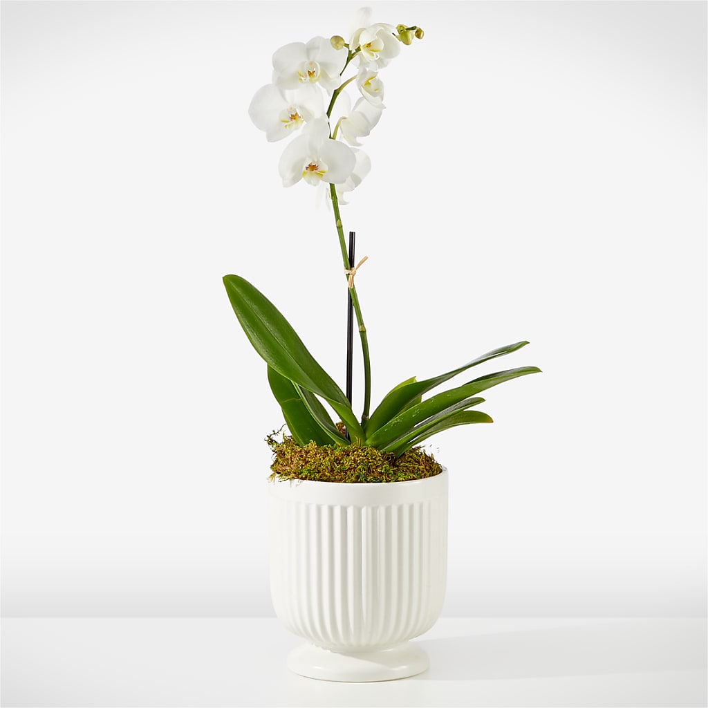 Whispering White Orchid – Mt Scott Blooms By Maru, Portland OR
