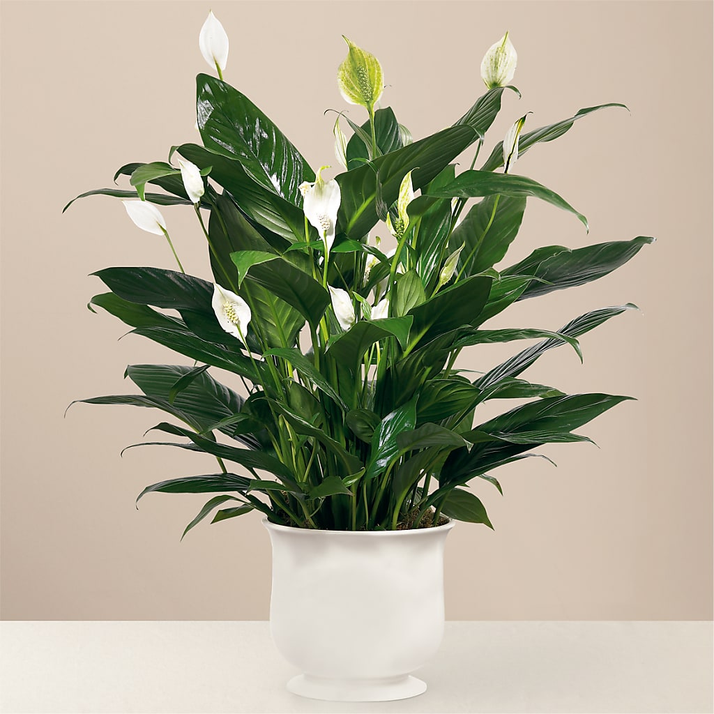 Comfort Planter – Mt Scott Blooms By Maru, Portland OR