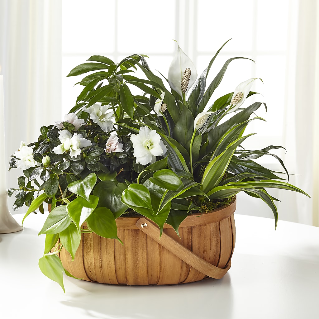 Serene Dishgarden – Mt Scott Blooms By Maru, Portland OR