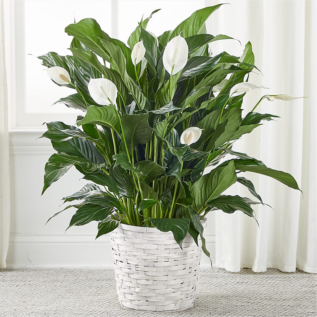 A New Leaf Peace Lily – Mt Scott Blooms By Maru, Portland OR