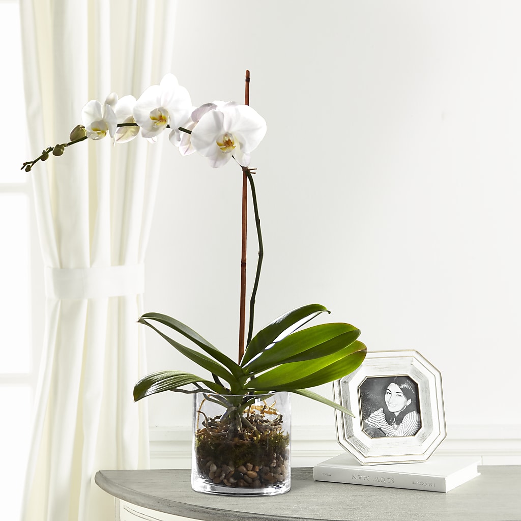 White Orchid Planter – Mt Scott Blooms By Maru, Portland OR