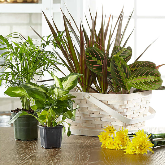 Florist Designed Blooming and Green Plants in a Basket –  Mt Scott Blooms By Maru, Portland OR