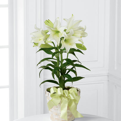 Easter Lily Plant –  Mt Scott Blooms By Maru, Portland OR