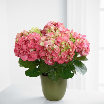 Pink Hydrangea Planter –  Mt Scott Blooms By Maru, Portland OR