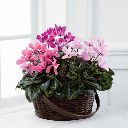 Mixed Cyclamen Planter –  Mt Scott Blooms By Maru, Portland OR
