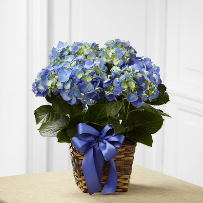 Blue Hydrangea Planter –  Mt Scott Blooms By Maru, Portland OR