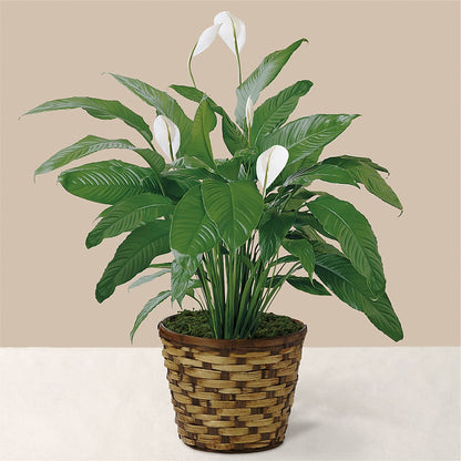 Tranquil Moments Peace Lily Plant –  Mt Scott Blooms By Maru, Portland OR