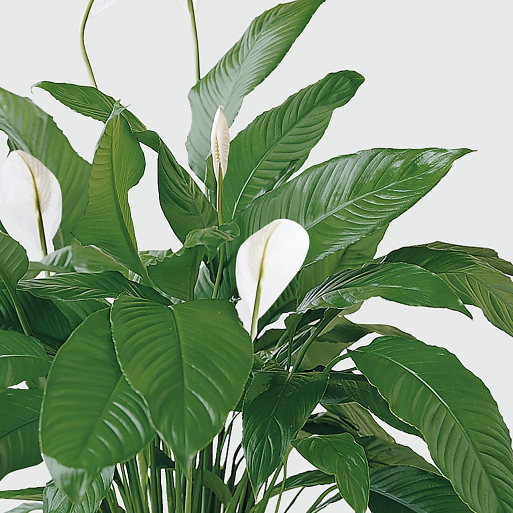 Tranquil Moments Peace Lily Plant –  Mt Scott Blooms By Maru, Portland OR