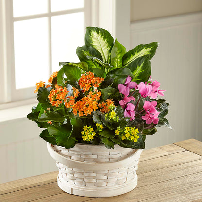 Color Crush Dishgarden –  Mt Scott Blooms By Maru, Portland OR