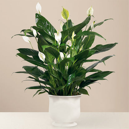 Comfort Planter –  Mt Scott Blooms By Maru, Portland OR