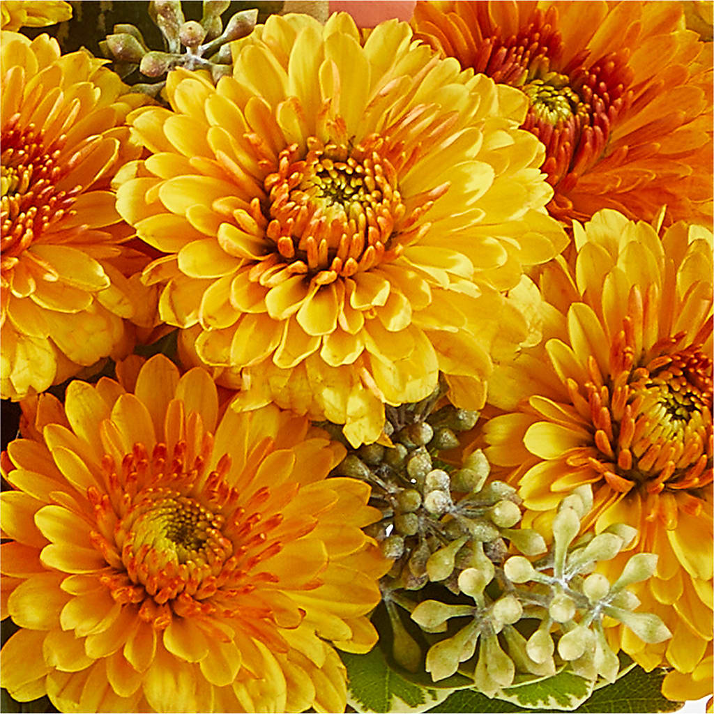 Peachy Pumpkin –  Mt Scott Blooms By Maru, Portland OR