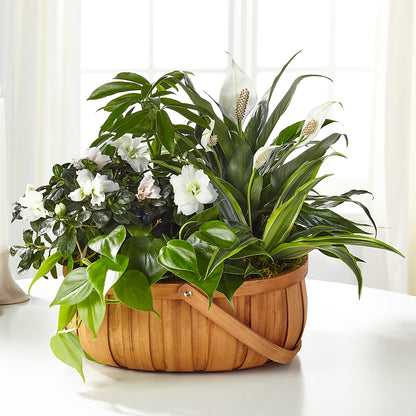 Serene Dishgarden –  Mt Scott Blooms By Maru, Portland OR