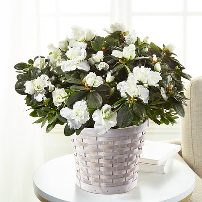 White Azalea Plant –  Mt Scott Blooms By Maru, Portland OR