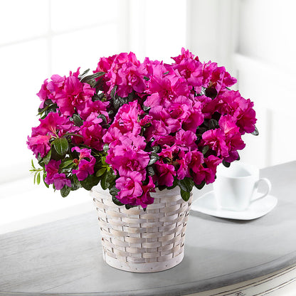 Hope & Serenity Azalea Plant –  Mt Scott Blooms By Maru, Portland OR