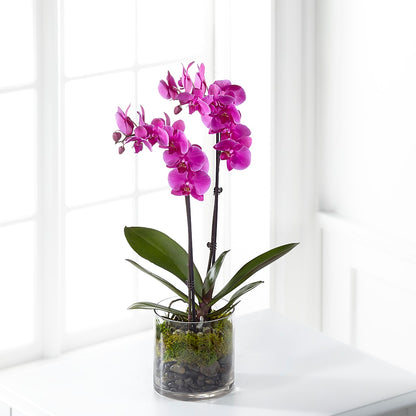 Pink Orchid Plant –  Mt Scott Blooms By Maru, Portland OR