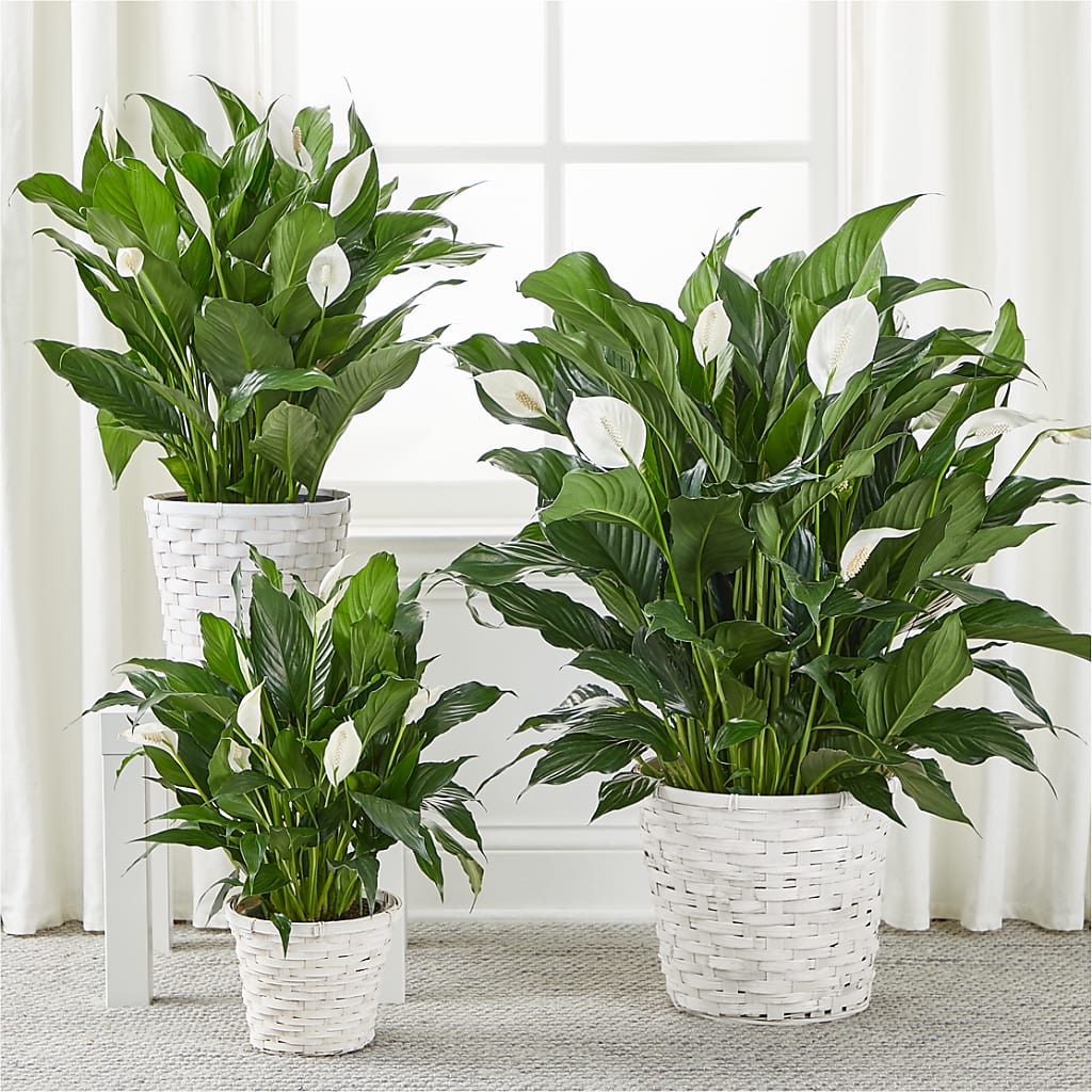 A New Leaf Peace Lily –  Mt Scott Blooms By Maru, Portland OR