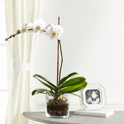 White Orchid Planter –  Mt Scott Blooms By Maru, Portland OR